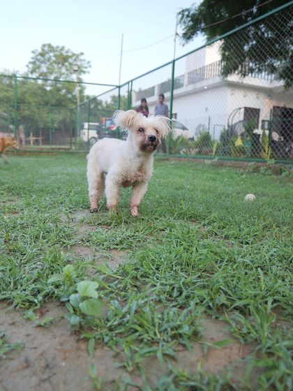 Rayna exploring the grounds at her own pace. We ensure our senior guests are never overwhelmed and have the freedom to enjoy the farm in a way that suits their age and energy level.