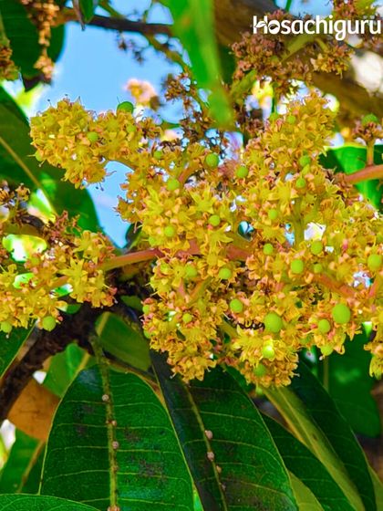 A close-up of mango blossoms. Each tiny flower is a potential fruit, a small miracle of nature. We watch this process with care, knowing it's the foundation of a healthy harvest.