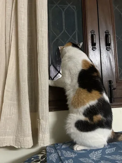 Mayu trying to figure out the window. Her curiosity is a great sign that she's feeling comfortable enough to explore.
