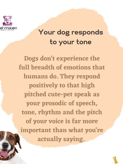 Your dog responds more to your tone of voice than your words. This tip explains why using a calm, positive tone is more effective for training and building a happy relationship.