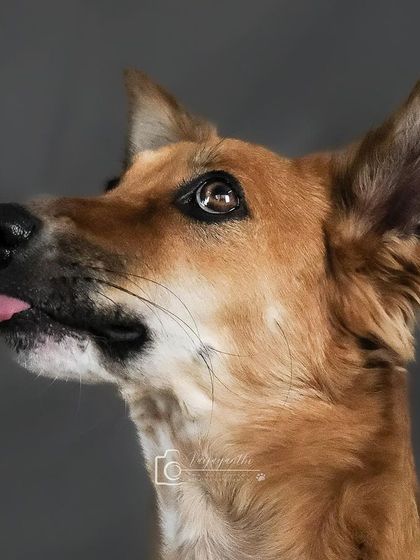 Coco the indie dog showing off her best "tongue out" pose in the studio. Her focus and expression are priceless.