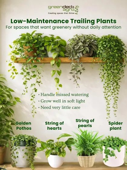 If you want greenery without the daily attention, low-maintenance trailing plants are a great choice. This guide highlights beautiful options like Golden Pothos and String of Pearls that handle missed waterings.