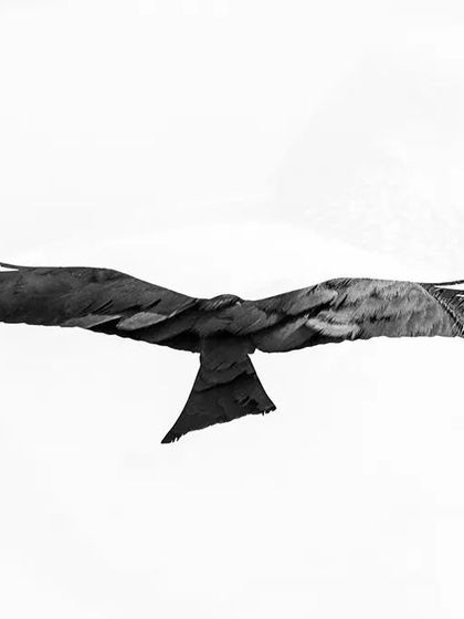 A conceptual double exposure in black and white, showing both predator and prey. I layered an image of a Black Kite in flight over a faint image of a Feral Pigeon to tell a story of the urban food chain in a single, high-contrast frame.