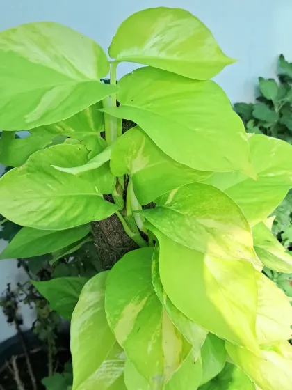 Bhardwaj - Urban Gardening Consultation Bringing Greenery Indoors photo 7