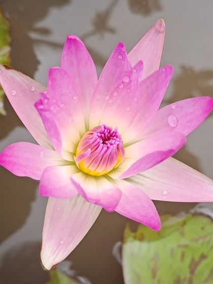 A perfect pink water lily, its petals dotted with raindrops. These aquatic flowers bring a sense of peace and beauty to any garden pond.