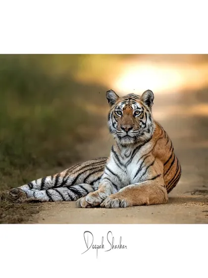 These images further document my encounters with the majestic tigers of India. Each photograph is a lesson in patience, tracking, and capturing the fleeting moments when these striped ghosts of the jungle reveal themselves.