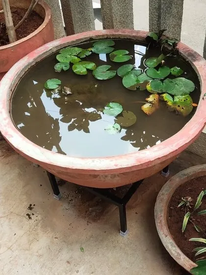 We build stands for any pot, any shape. Here is a custom-fabricated tripod stand designed to securely hold a heavy, wide-mouthed terracotta bowl for a water lily pond, ensuring stability and protecting the floor.