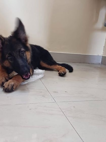 PL Paws - Animal Rescue & Rehabilitation Happy Tails: Our Adoption Stories photo 70