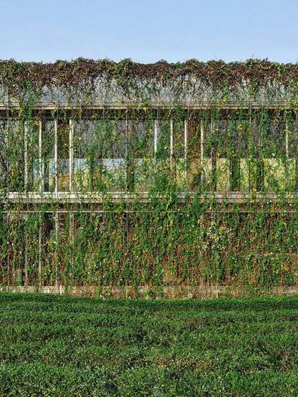 The full expanse of the green veil at the ATE office in Ahmedabad. This facade is a testament to how architecture can respond to and leverage the local climate for passive cooling and visual comfort.