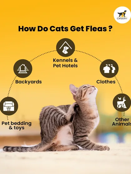 Wondering how those pesky fleas found their way to your indoor cat? This infographic shows common sources, from pet bedding and toys to kennels, helping you stay one step ahead in flea and tick prevention.