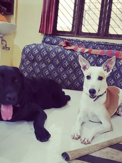 We call them the bold and the beautiful. A black Lab and a handsome Indie dog posing together.