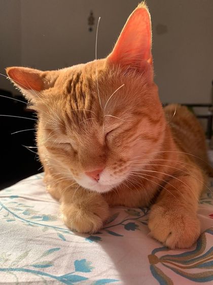 The good life. This is what it's all about. A safe, happy home for my cats.