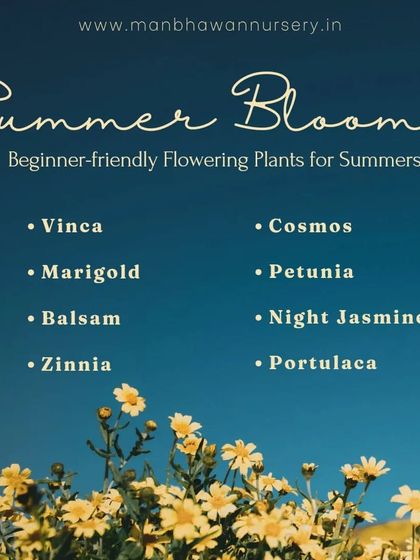 Looking for beginner-friendly flowering plants for the summer? We have a wide selection including Vinca, Marigold, Zinnia, and Petunia that will add a pop of cheerful color to your day.