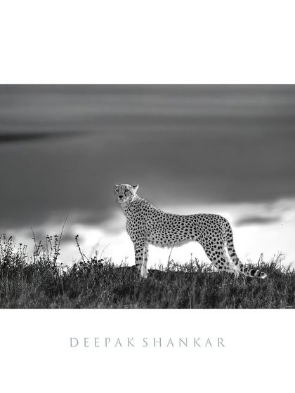 Shooting from a low angle in black and white transforms this cheetah into a dramatic, statuesque figure. The monochrome tones highlight its elegant form against the vast, moody landscape.