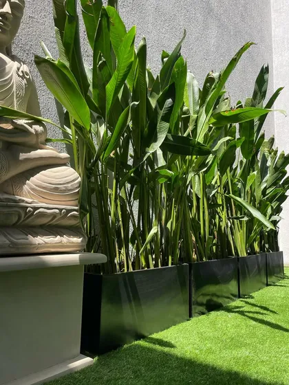 A closer look at the Heliconias planted in our custom black planter boxes, set against a lush artificial grass lawn.