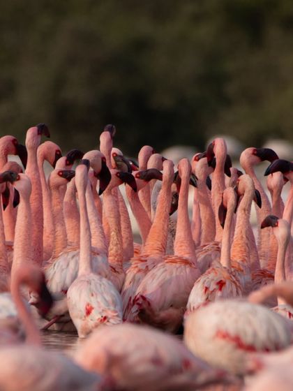 A close-up of lesser flamingos during their courtship display. The dense crowd and interacting birds show a fascinating side of their social behaviour.