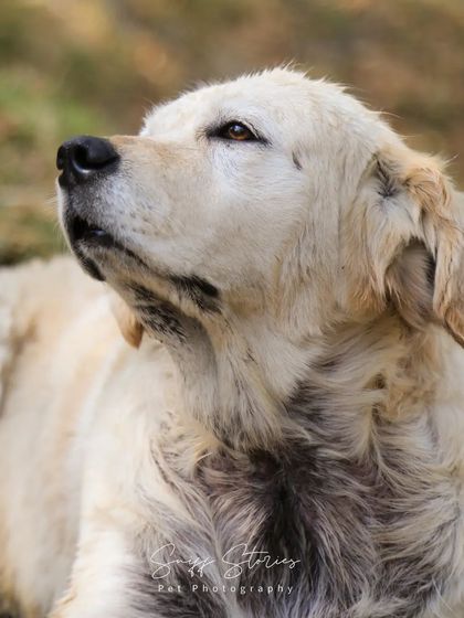 Sniff Stories - Pet & Family Photography Senior Tributes & Rescue Stories photo 5