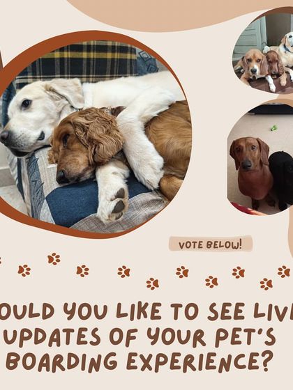 Anvis - Dog Boarding Fun, Games & Celebrations photo 5