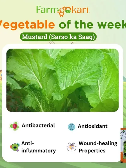 Let's talk about mustard greens, or *sarso ka saag*. This winter favorite is packed with anti-inflammatory and antioxidant properties, making it a healthy and flavorful addition to your garden.