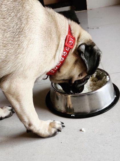 We Care Pet Creche - Home Dog Boarding Our Adorable Guests photo 46