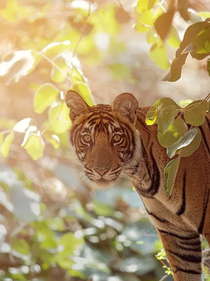 Noor, the 'Golden Girl' of Ranthambore, framed by sunlit leaves. This kind of backlighting can create a magical, halo-like effect.