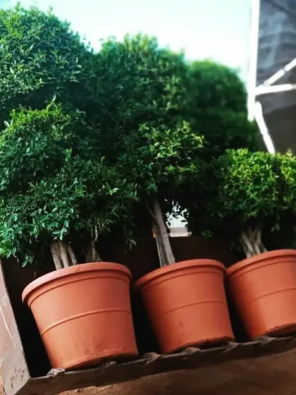 No order is too big. This shot shows my team loading large, mature topiary trees using heavy equipment for a landscaping project. I have the setup to handle bulk orders and deliver even the biggest trees safely.