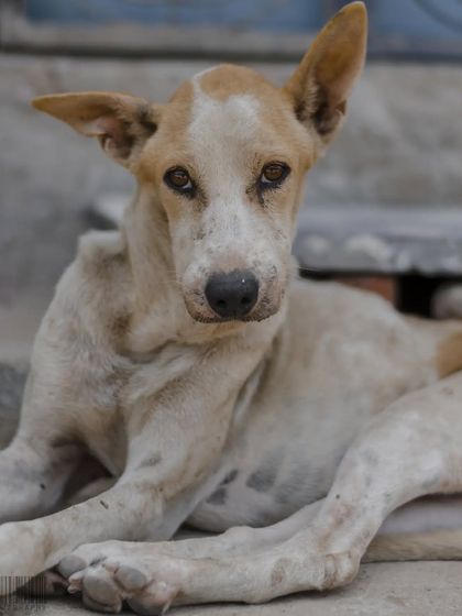 Zahid Moledina - Photography The World Up Close: Nature & Macro photo 7