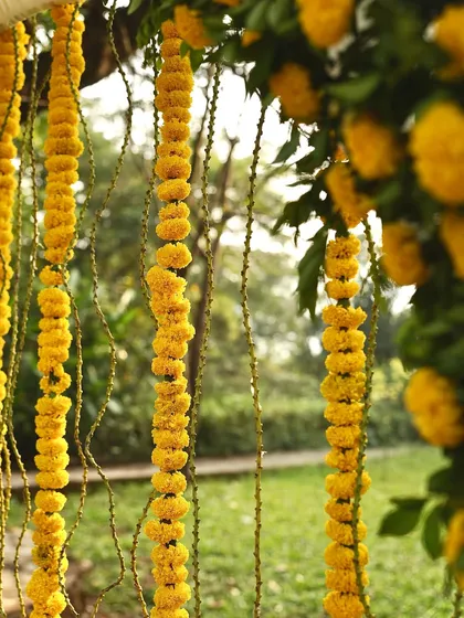 Close-up of bright yellow marigold garlands hanging outdoors. This image captures the simple, natural beauty of traditional genda phool decorations, perfect for any auspicious occasion.