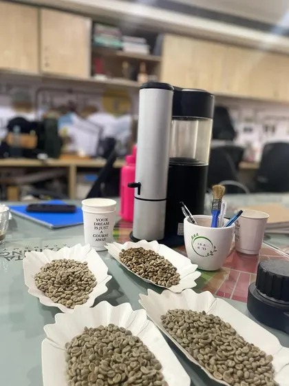Several trays of green coffee beans ready for analysis. We teach students to evaluate beans before they are roasted.