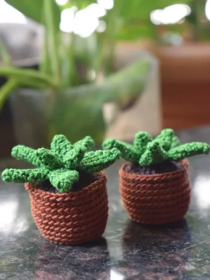 A pair of potted succulent desk buddies. These are a larger size, perfect for sitting on a shelf and adding a bit of green to your room.