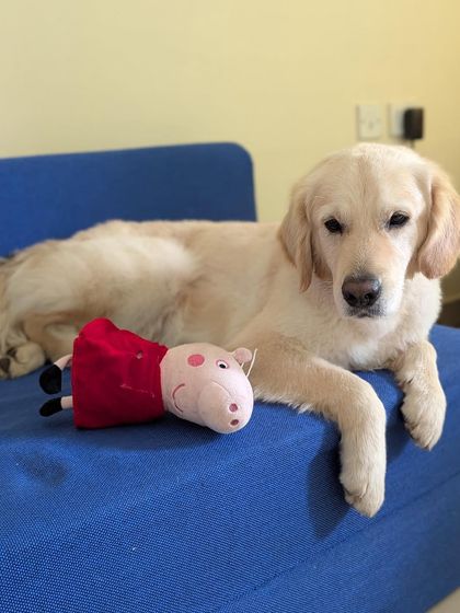 PL Paws - Animal Rescue & Rehabilitation Ready for a Home: Meet Our Adoptable Dogs photo 4