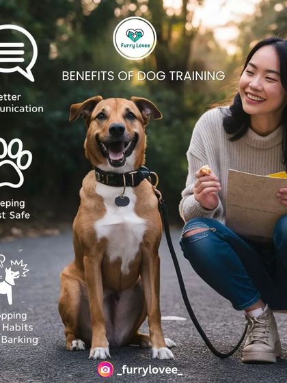 Training offers so many benefits beyond just a well-behaved dog. This graphic highlights improved communication, building trust, and stopping bad habits like barking and jumping.