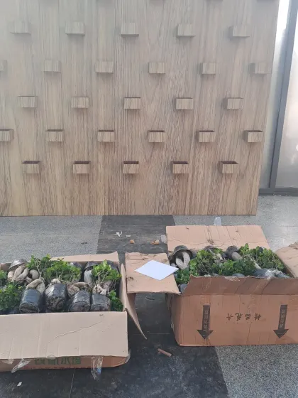 Preparation is key. Here, boxes of individual Ficus Bonsai plants are unpacked and organized on-site, ready for our team to begin the installation on the pre-built vertical structure.