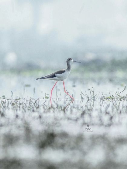 Neet Kashyap - Wildlife & Nature Photography Golden Hour & Misty Mornings photo 10