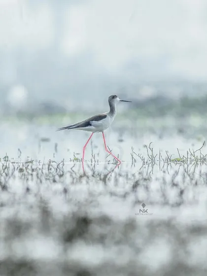 Capturing the distinctive long, pink legs of the Black-winged Stilt in motion. The soft, diffused light of the overcast morning was perfect for this kind of subtle, atmospheric shot.