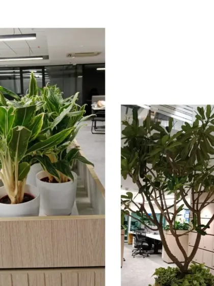 A combination of plants used to style an office. We pair leafy Aglaonema in wooden planters on cabinets with larger specimen trees to create layers of greenery.