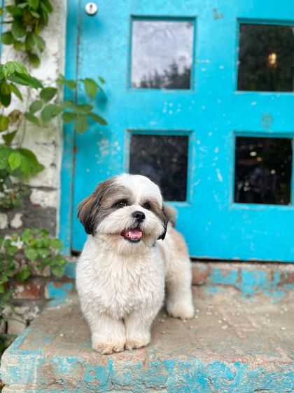 Our greatest joy is raising this incredible goofball, Tofu! Here he is, looking dapper and ready for his second birthday party. We love celebrating our in-house doggos just as much as our guests.