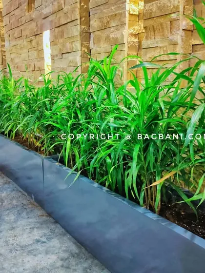 A close-up angle of the trough planters, highlighting the healthy, vibrant green foliage of the indoor plants.