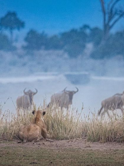 African Journeys: Savannahs, Jungles, and Great Apes photo 54