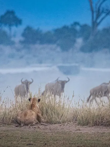 A lioness "window shopping" as a herd of wildebeest passes by. This image captures the patience of a predator, waiting for the perfect opportunity to strike.