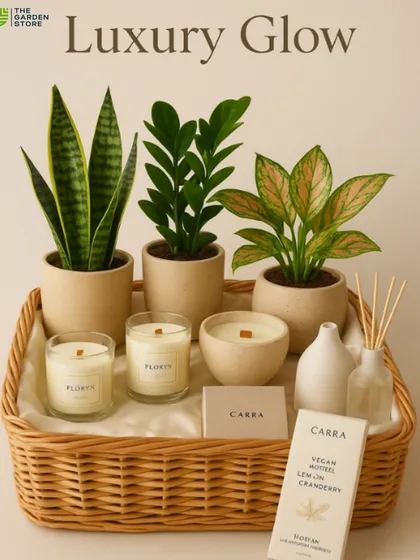 The 'Luxury Glow' hamper combines a trio of popular houseplants: the hardy Snake Plant, the resilient ZZ Plant, and a colorful Aglaonema. Paired with scented candles, a diffuser, and vegan chocolates, this arrangement offers a touch of sophisticated, green luxury.