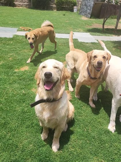 A smiling Golden Retriever takes center stage, surrounded by its Labrador and Indie friends. A perfect picture of a happy, mixed-breed pack.