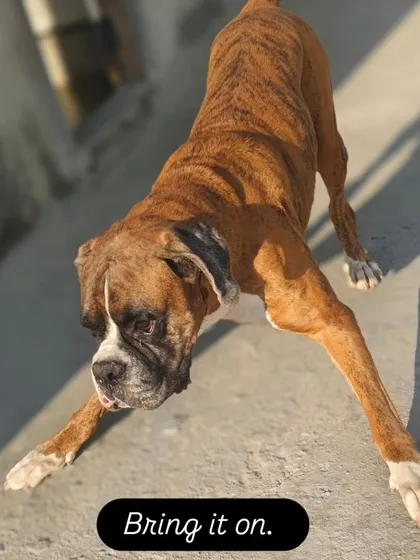 Bring it on. This Boxer is ready for a game of fetch, showing off his play bow.