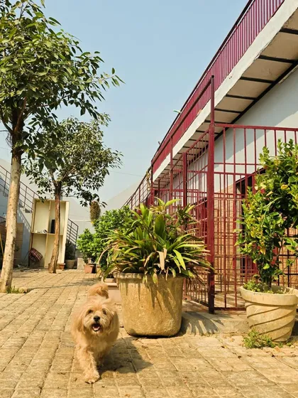 A glimpse of the walkway outside our kennels, which are surrounded by greenery. This small dog is enjoying a stroll.