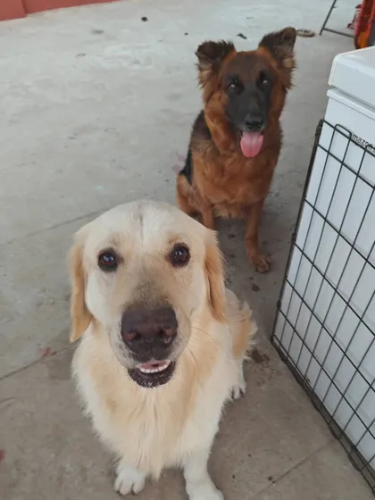 Meet some of the happy kiddos from my open hosting board and train program. This Golden Retriever and German Shepherd are proof that a well-managed social environment helps dogs build confidence and learn positive behaviors from each other.