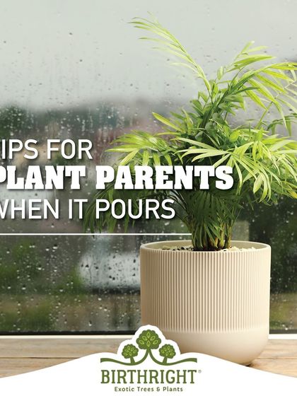 When it pours, your plant parenting style needs to adapt. I provide simple tips to help your green babies navigate the monsoon season successfully.