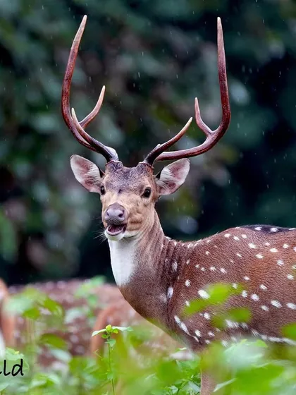 A spotted deer pauses in the gentle monsoon rain, its spots like jewels against the lush green foliage. The atmosphere was so peaceful and magical. Capturing wildlife in different weather conditions reveals a whole new side to their world.