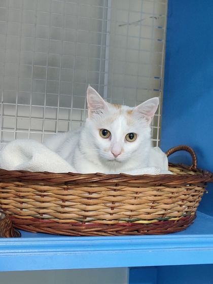 Sammy's Nest - Home Boarding for Small Pets Happy Cats: Our Boarding Guests photo 60