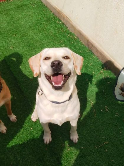 A smiling Labrador, the perfect picture of a happy dog.