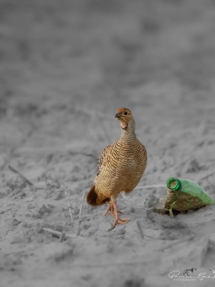 A color-splash edit of the Grey Francolin and the plastic bottle.